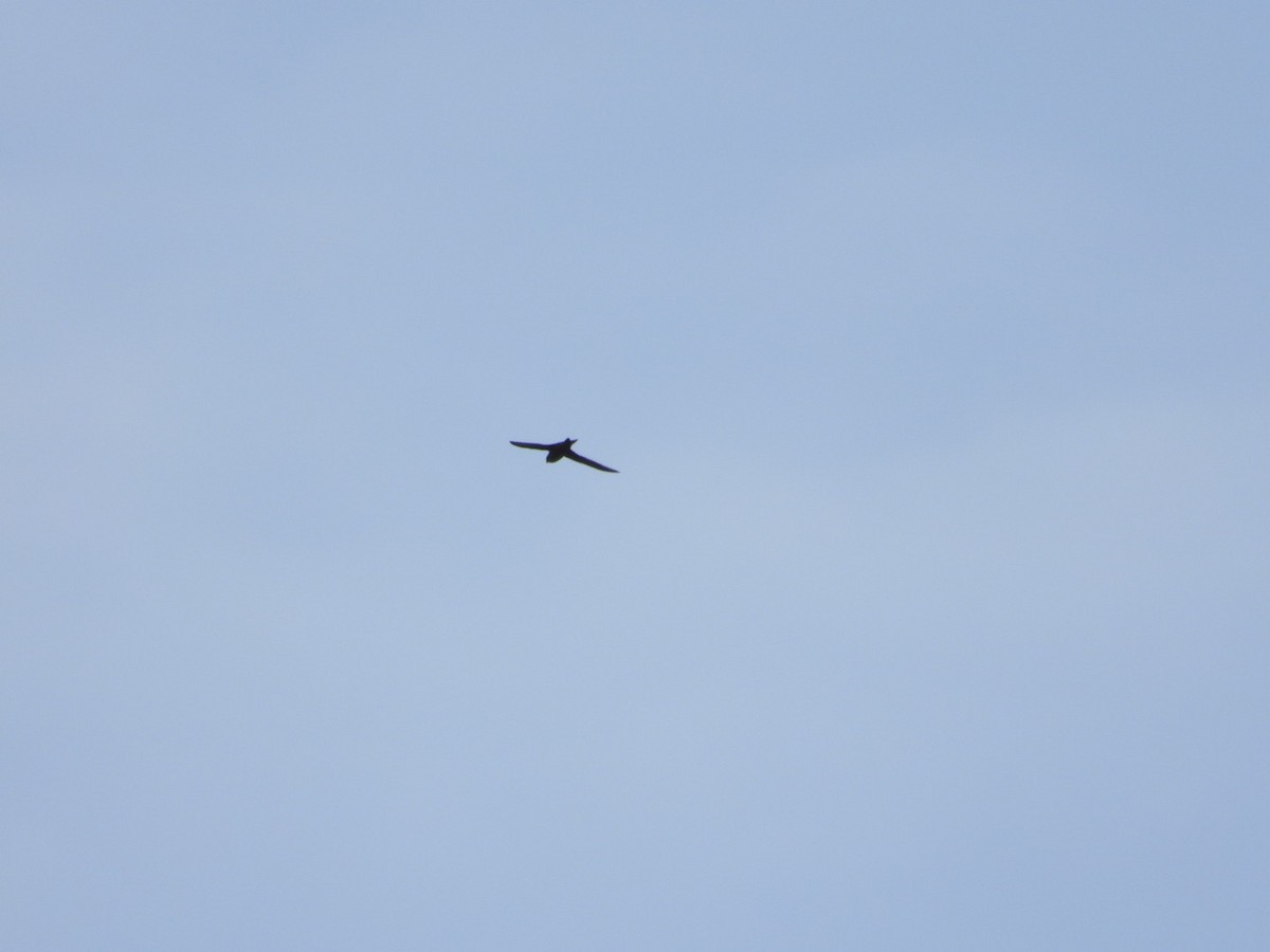 Black Swift - ML622145913