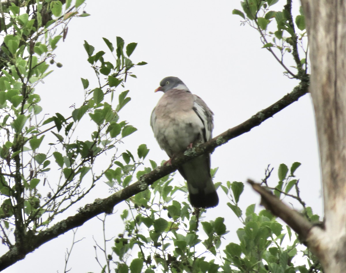 Common Wood-Pigeon - ML622145914