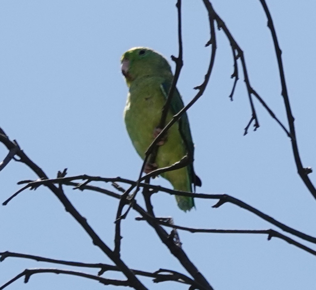Spectacled Parrotlet - ML622145915