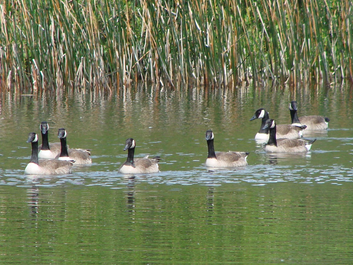 Canada Goose - ML622145916