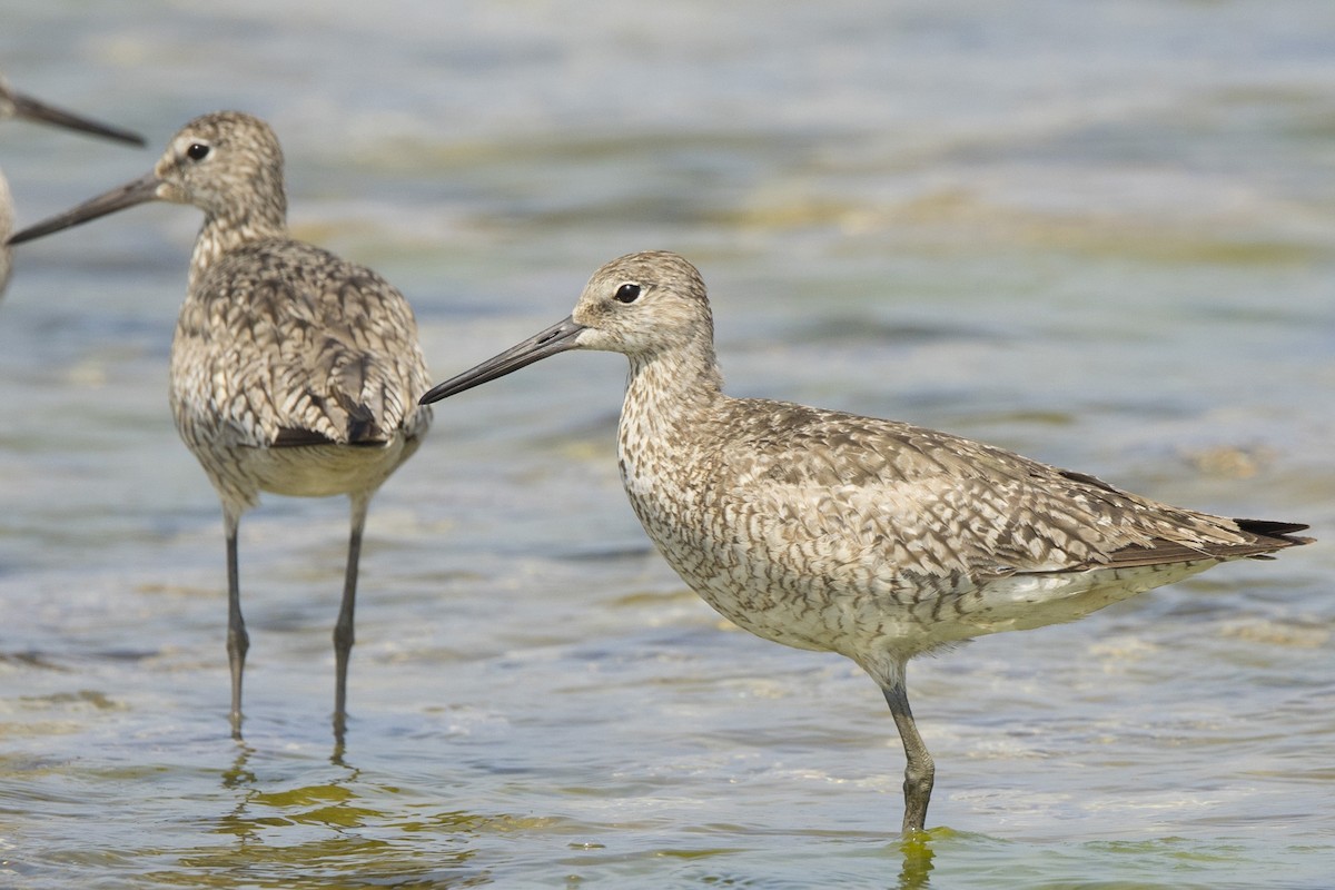 Willet - ML622145917