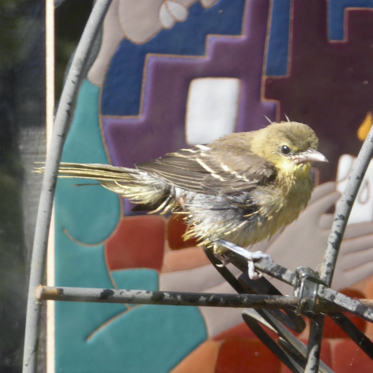 Hooded Oriole - ML622145918