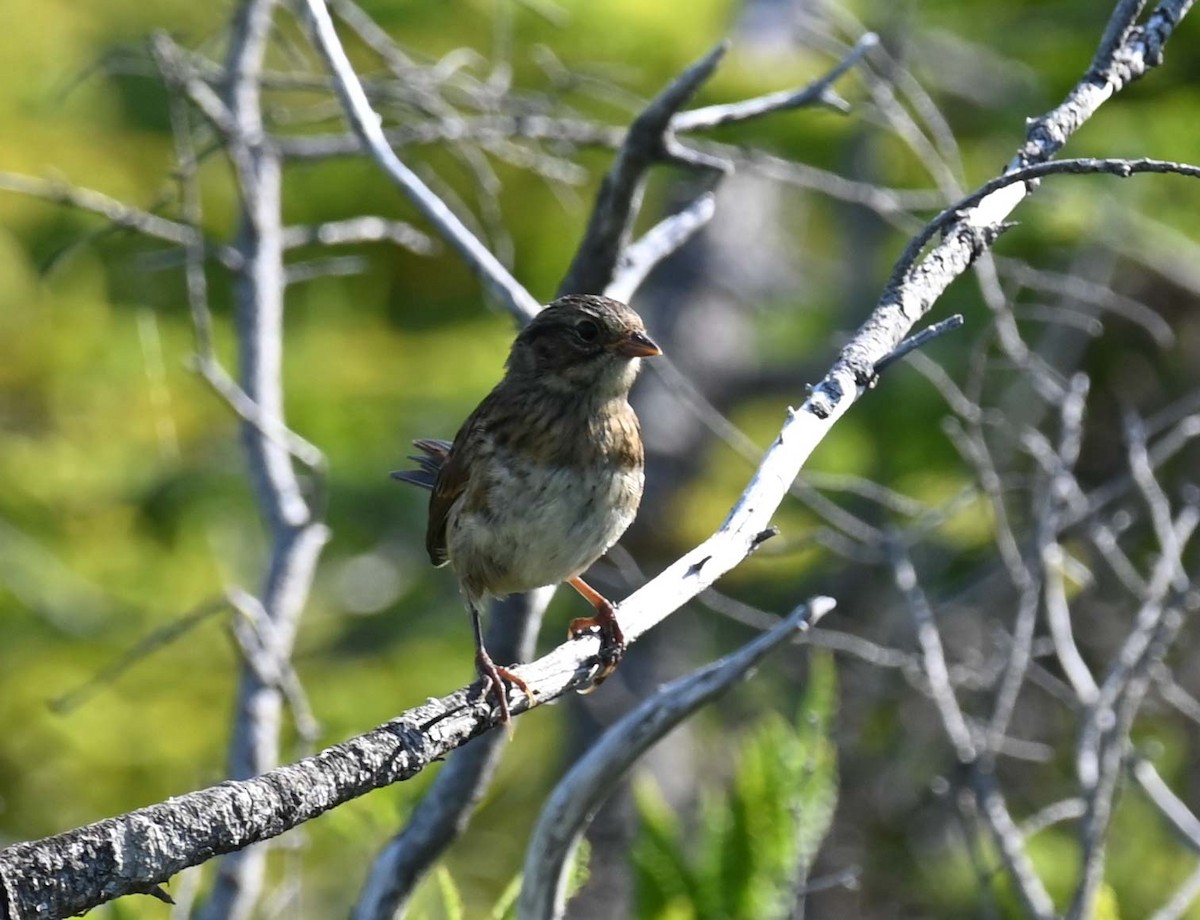 Swamp Sparrow - ML622145920