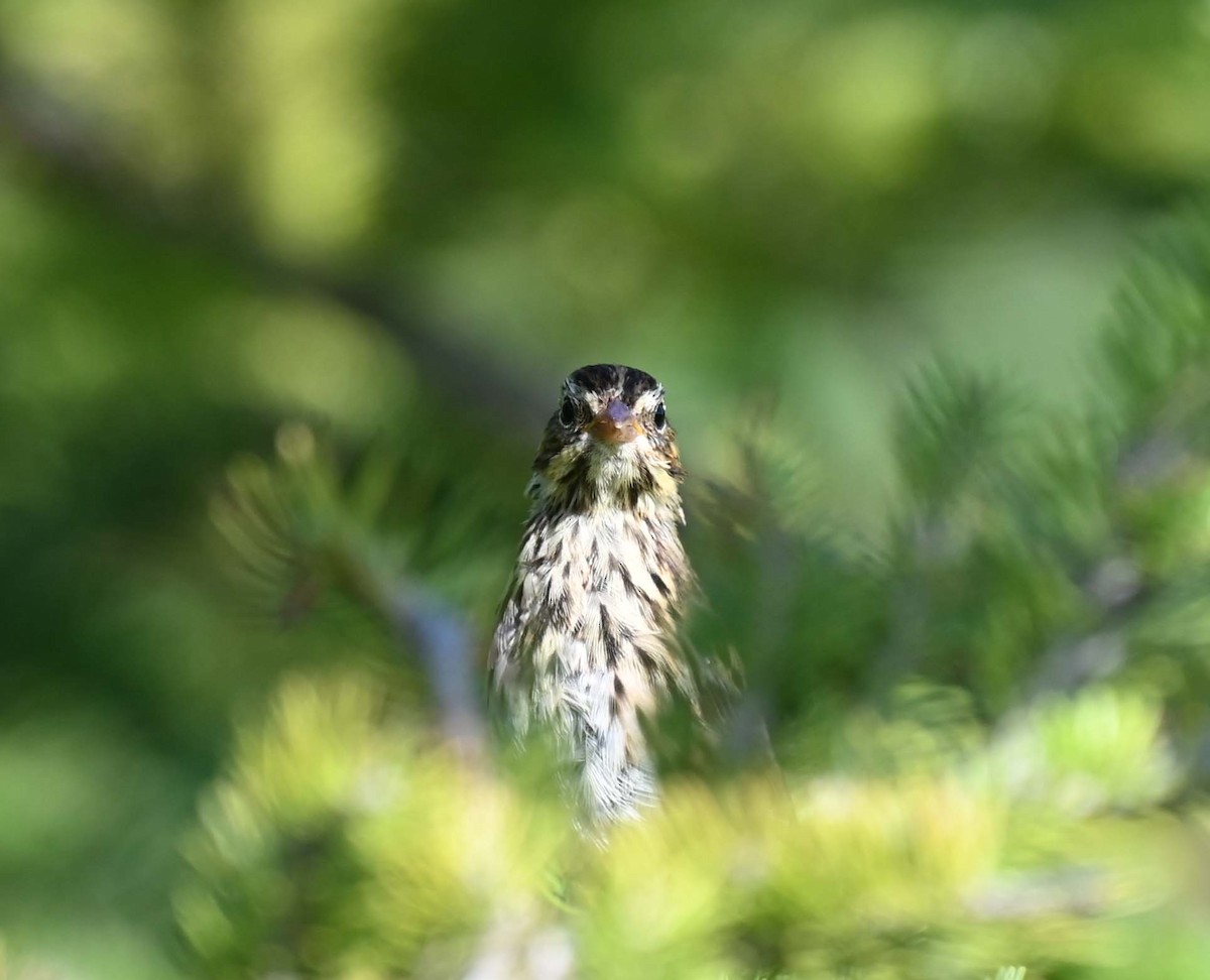 Swamp Sparrow - ML622145921