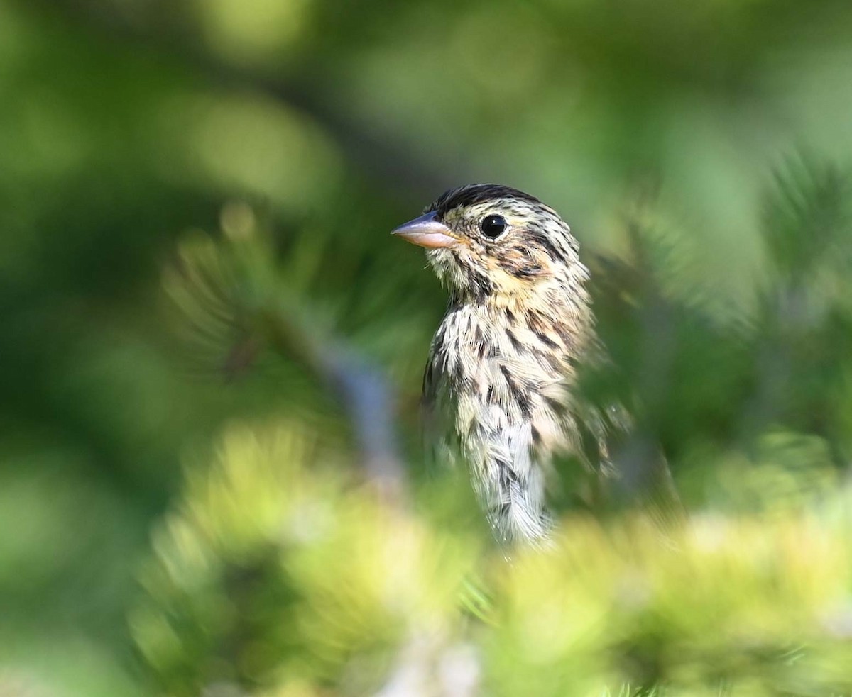 Swamp Sparrow - ML622145922