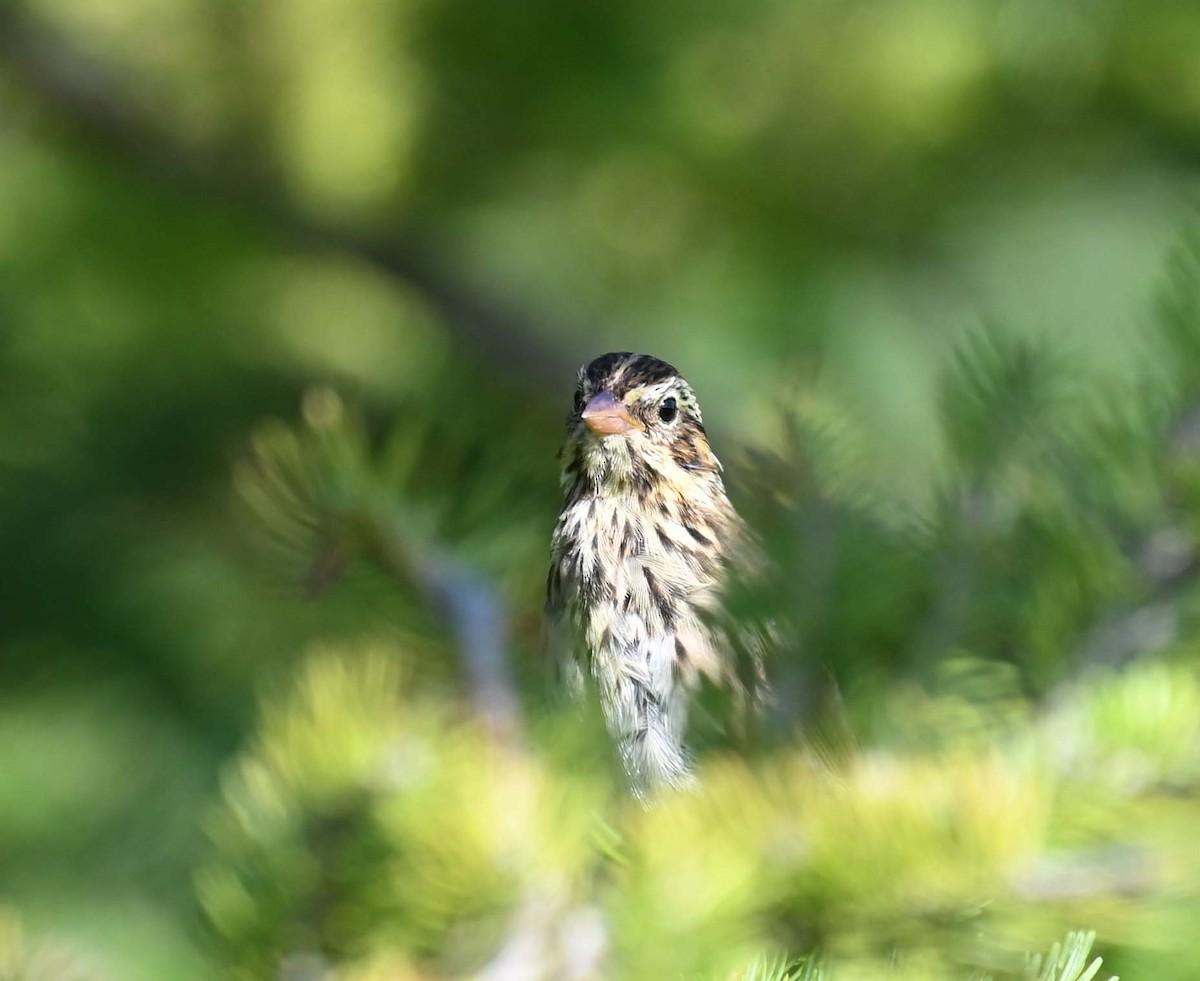 Swamp Sparrow - ML622145923