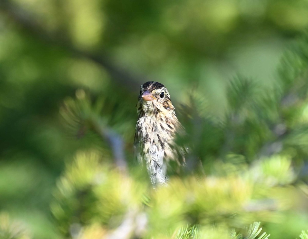 Swamp Sparrow - ML622145924