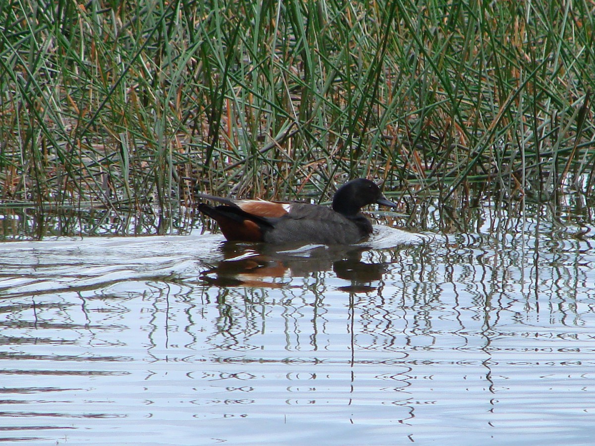 Paradise Shelduck - ML622145925