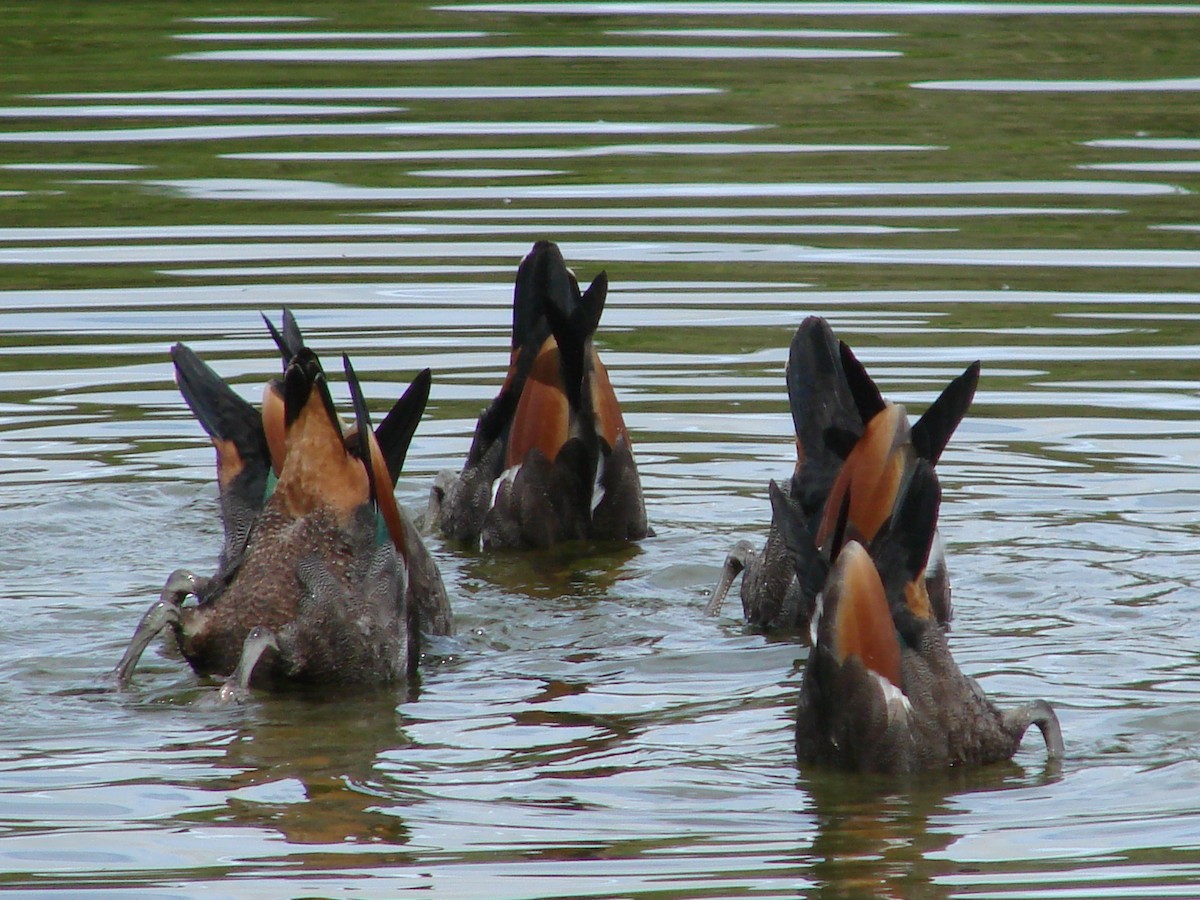 Paradise Shelduck - ML622145926