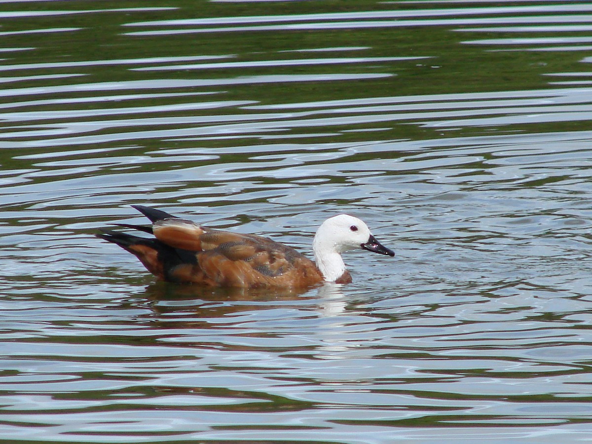 Paradise Shelduck - ML622145927