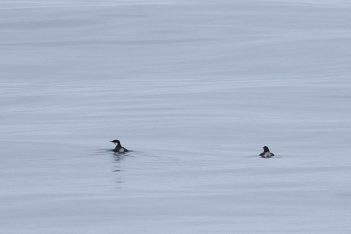 Scripps's Murrelet - Bruce Mast