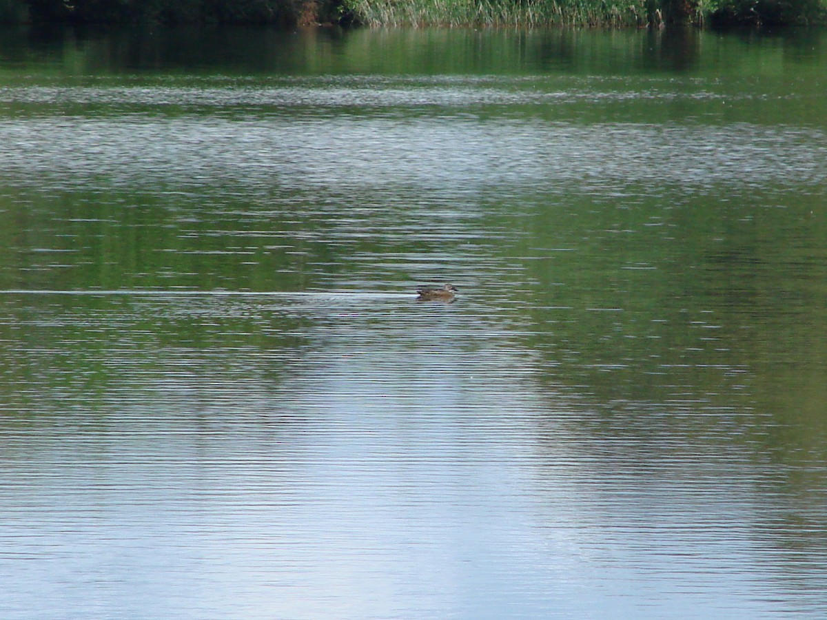 Australasian Shoveler - ML622145930