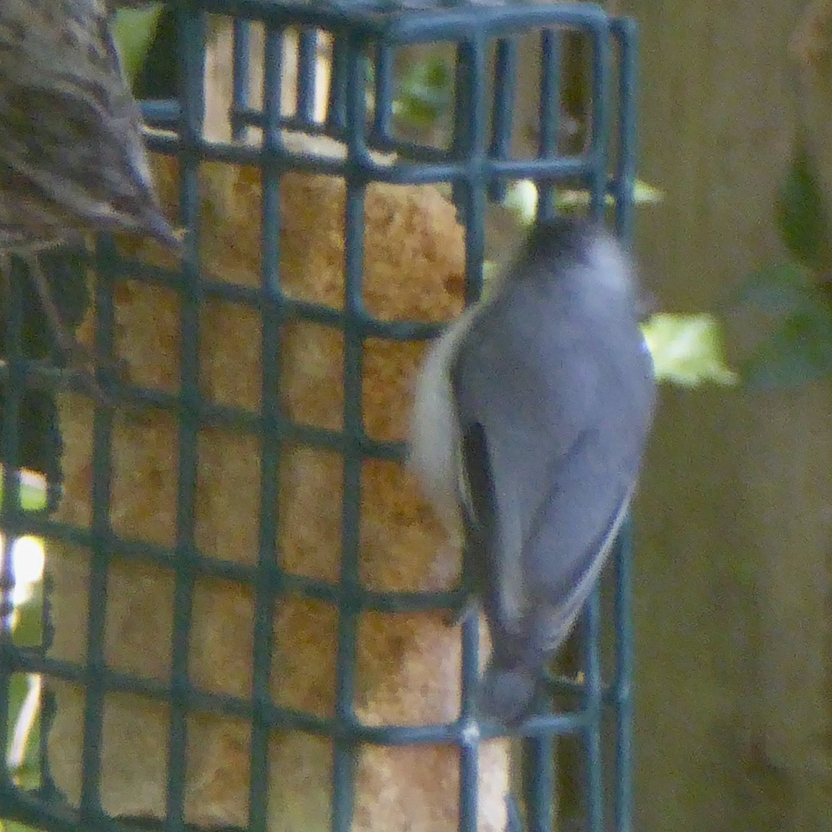 Pygmy Nuthatch - ML622145931