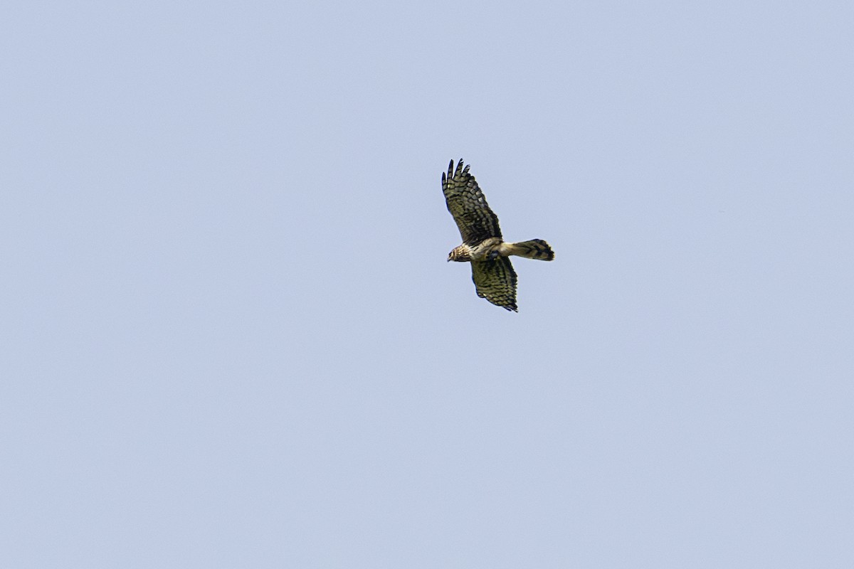 Northern Harrier - ML622145932