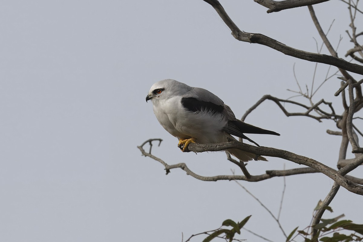 Black-shouldered Kite - ML622145935