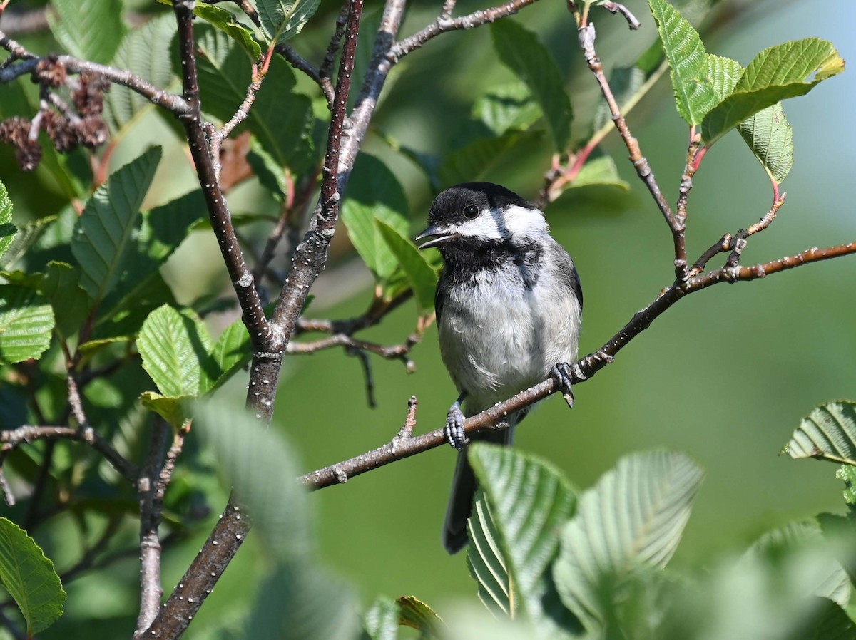 Black-capped Chickadee - ML622145936