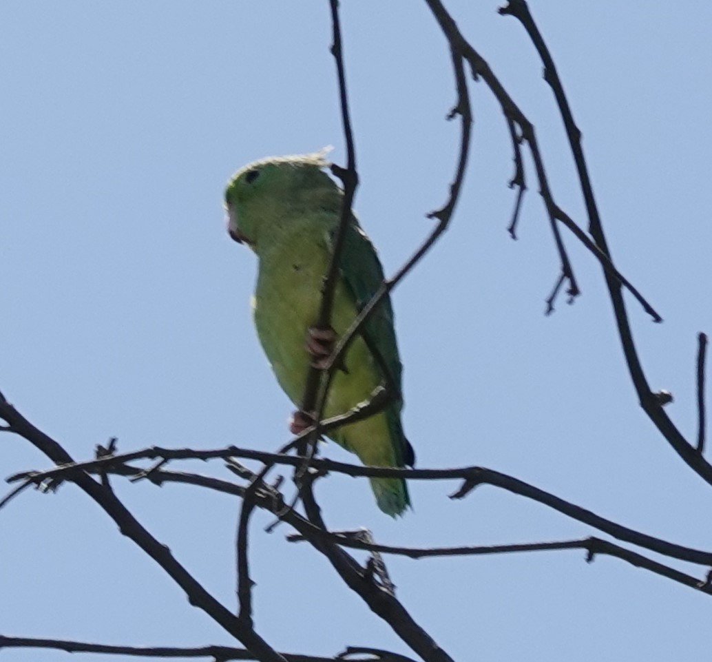 Spectacled Parrotlet - Iliana Stokes