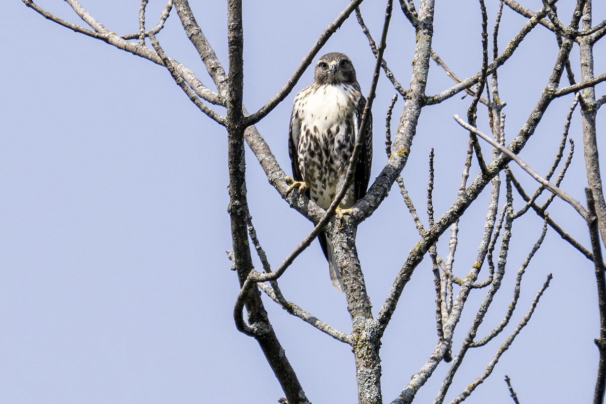 Red-tailed Hawk - ML622145939