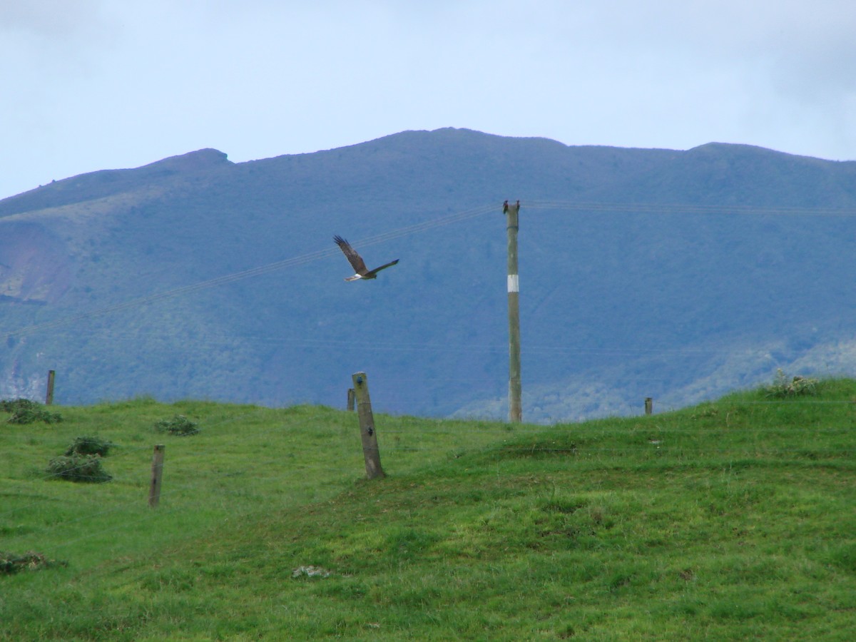 Swamp Harrier - Andrew Bishop