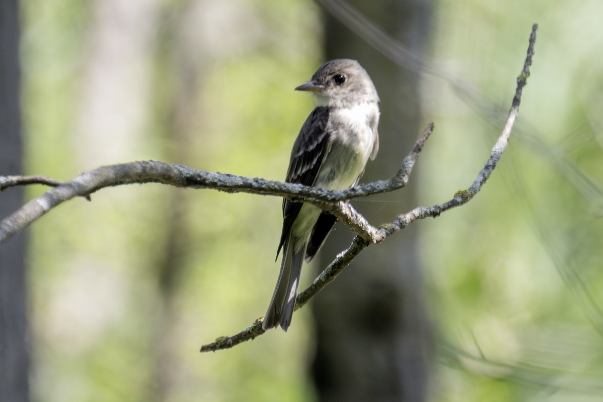 Eastern Wood-Pewee - ML622145941