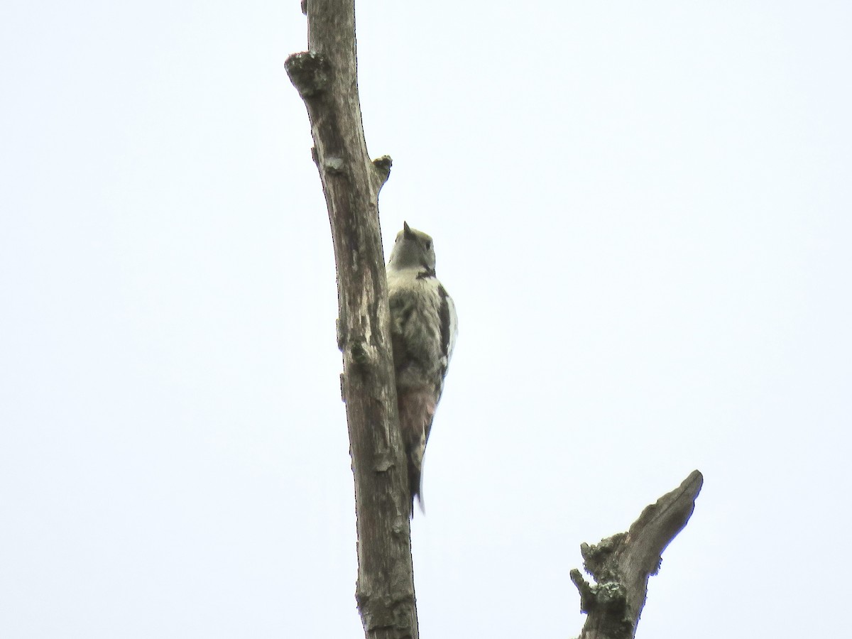 Middle Spotted Woodpecker - ML622145942