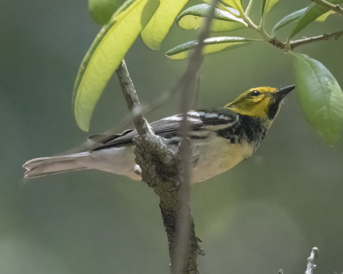 Black-throated Green Warbler - ML622145962