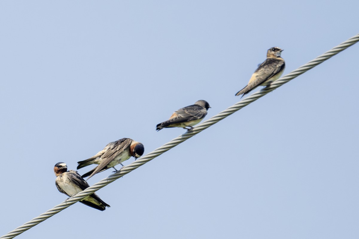 Cliff Swallow - Barry Bruns