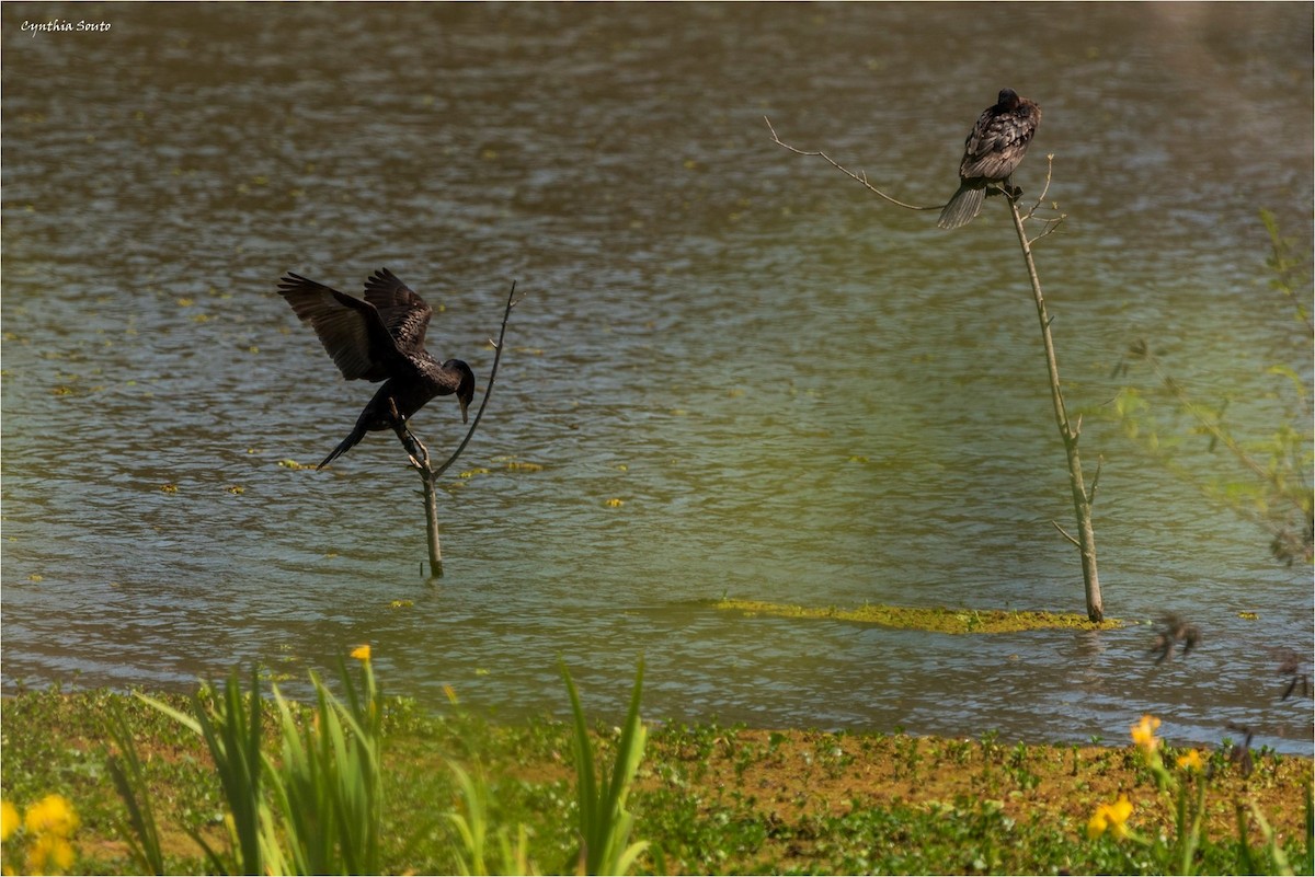 Neotropic Cormorant - ML622145966