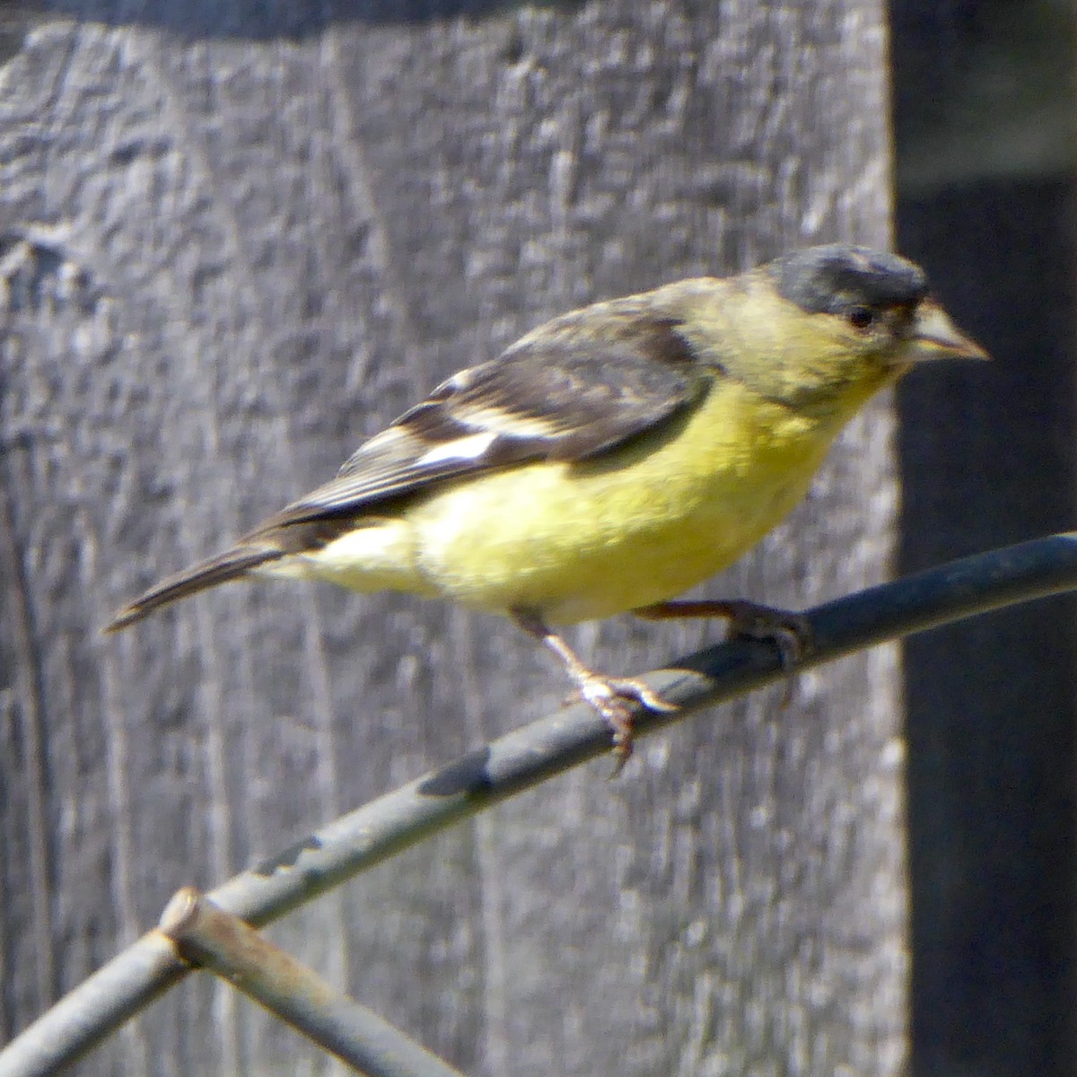 Lesser Goldfinch - ML622145967