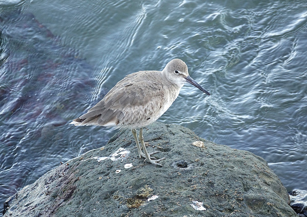 Willet - ML622145968