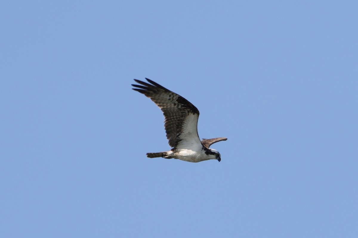 Osprey - ML622145970