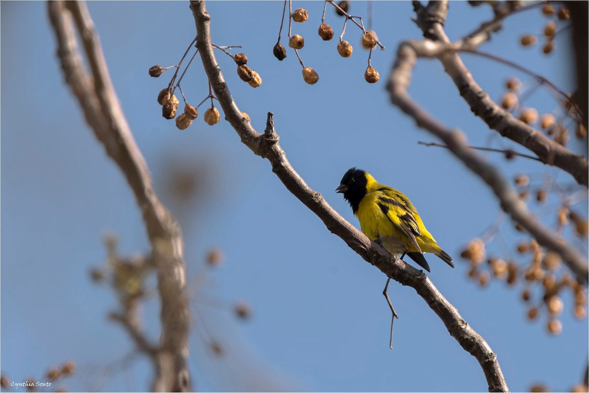 Hooded Siskin - ML622145971