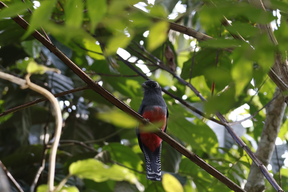 Blue-crowned Trogon - ML622145973