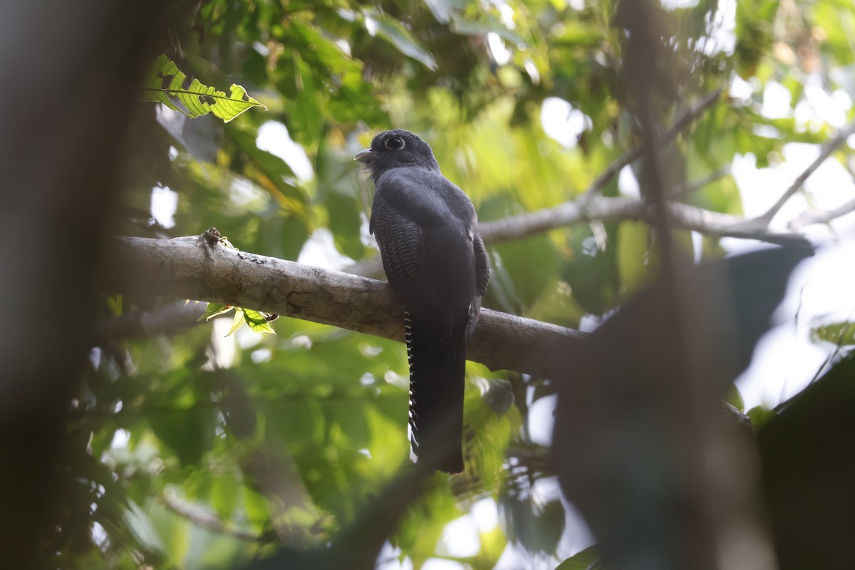 Blue-crowned Trogon - ML622145974