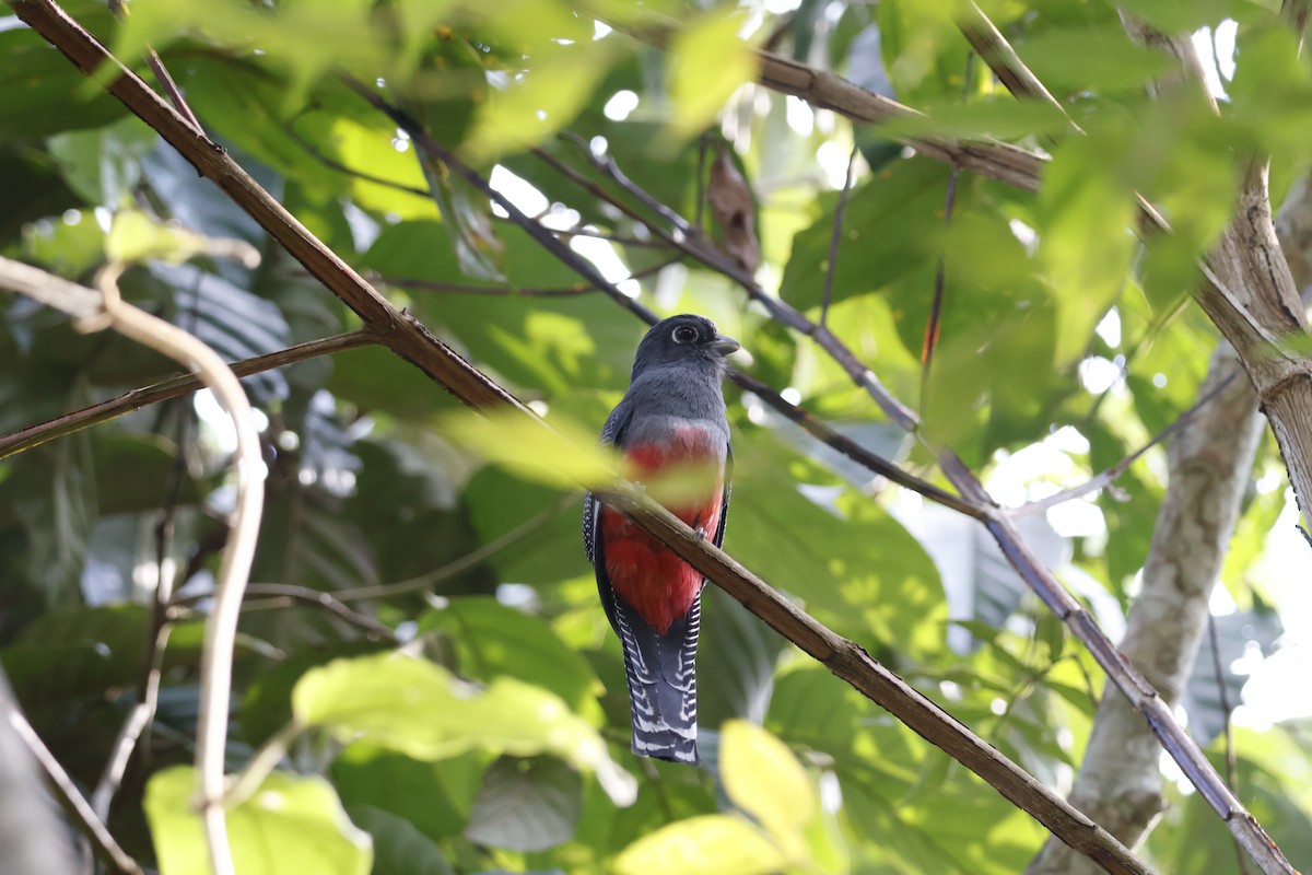 Blue-crowned Trogon - ML622145975