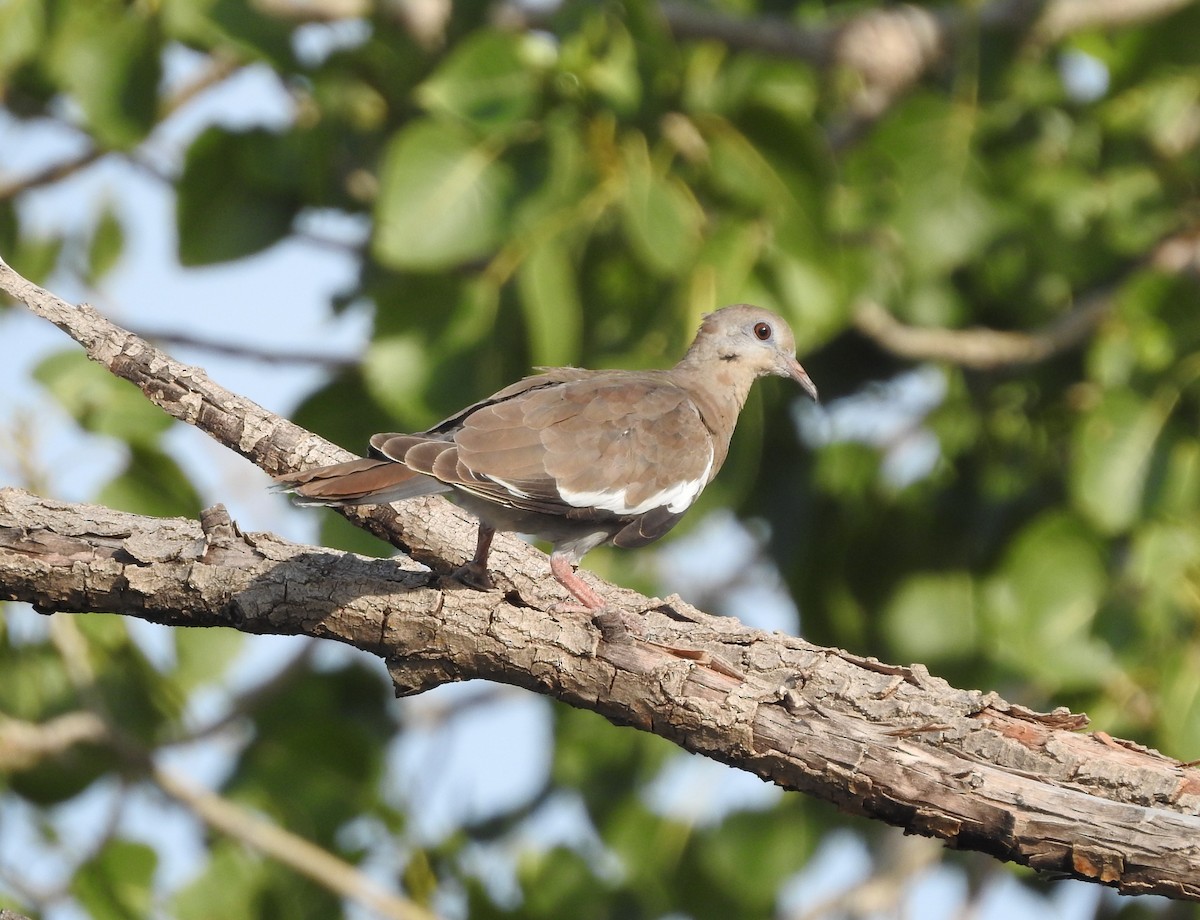 White-winged Dove - ML622145976