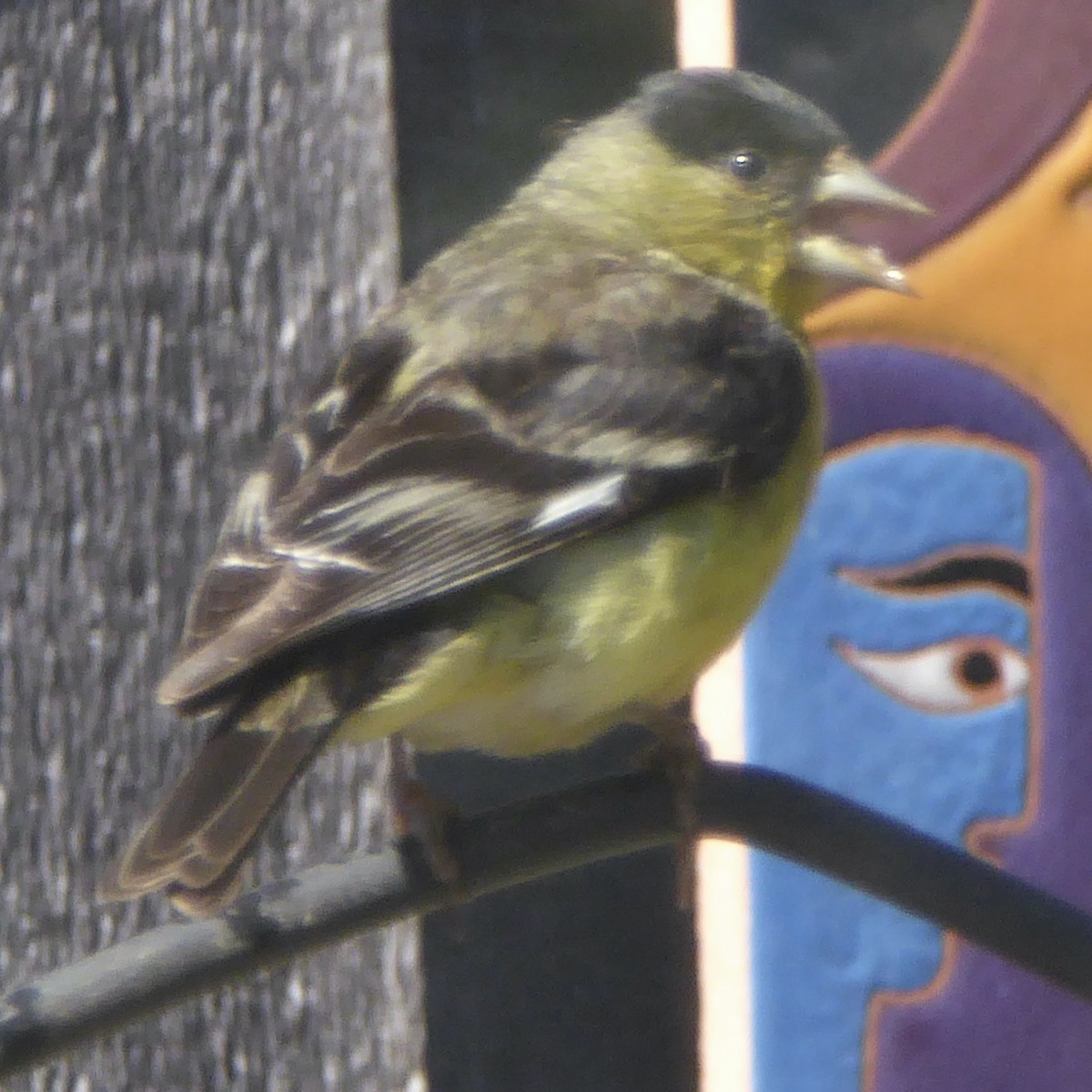 Lesser Goldfinch - ML622145977