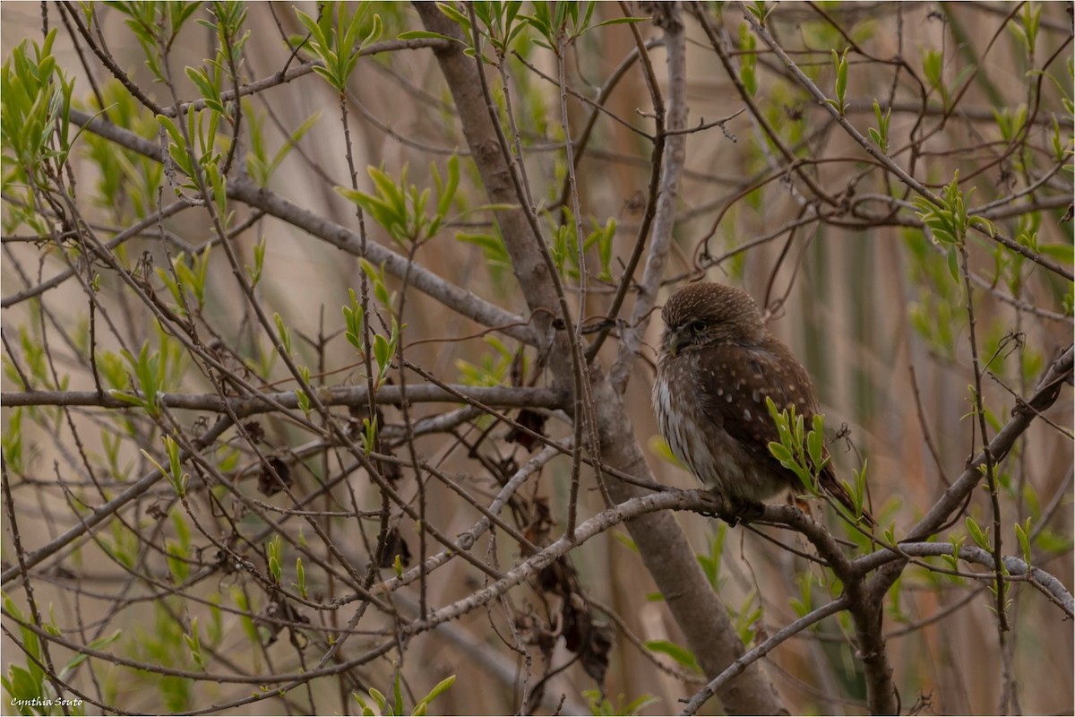 Ferruginous Pygmy-Owl - ML622145979