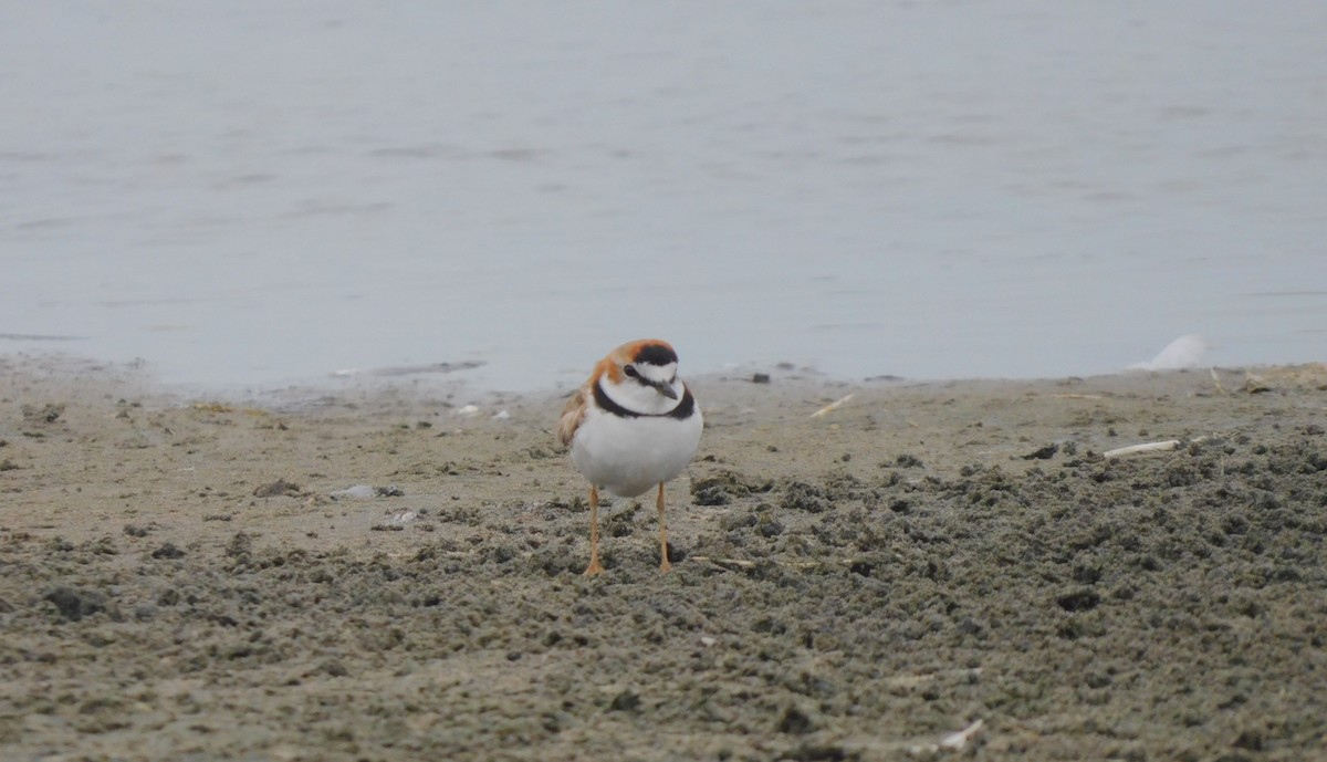 Collared Plover - ML622145980