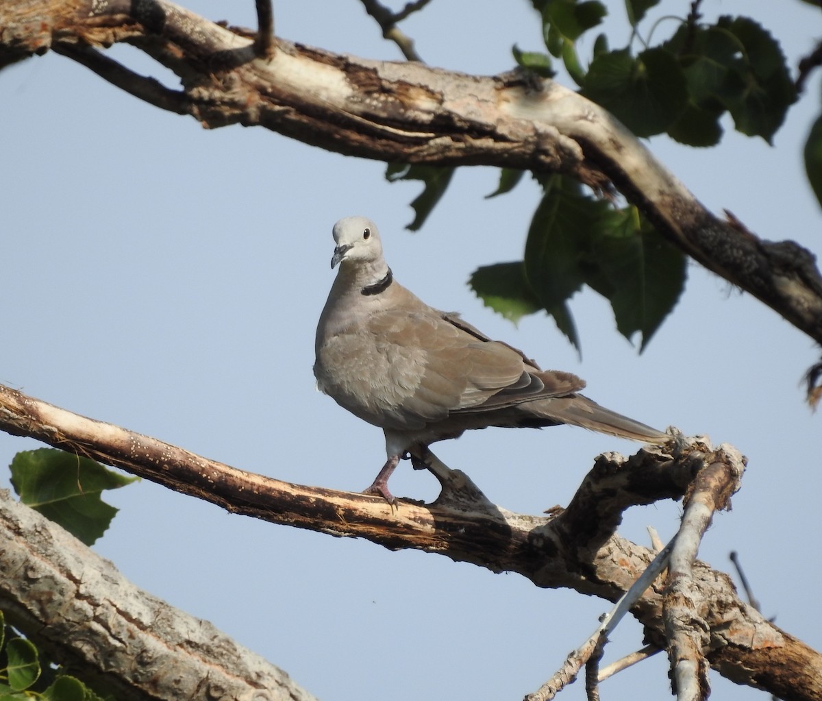 Eurasian Collared-Dove - ML622145982