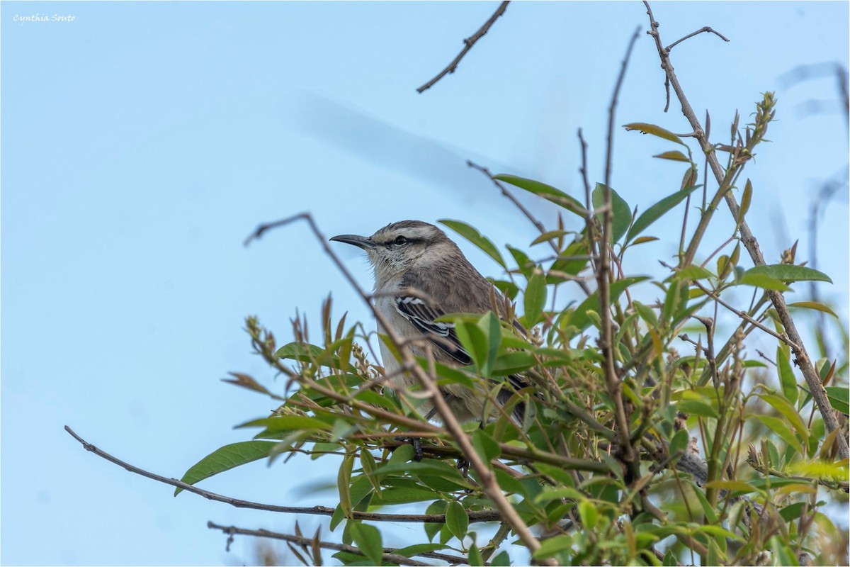 Chalk-browed Mockingbird - ML622145984