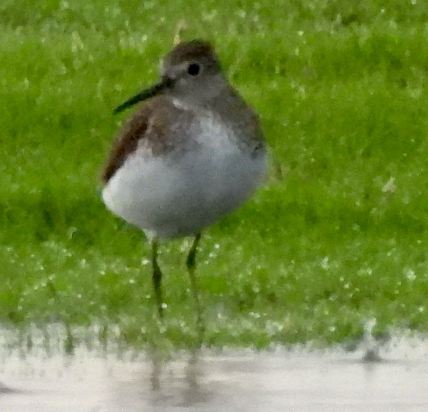 Solitary Sandpiper - ML622145987