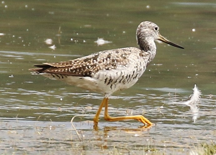 Greater Yellowlegs - ML622145988