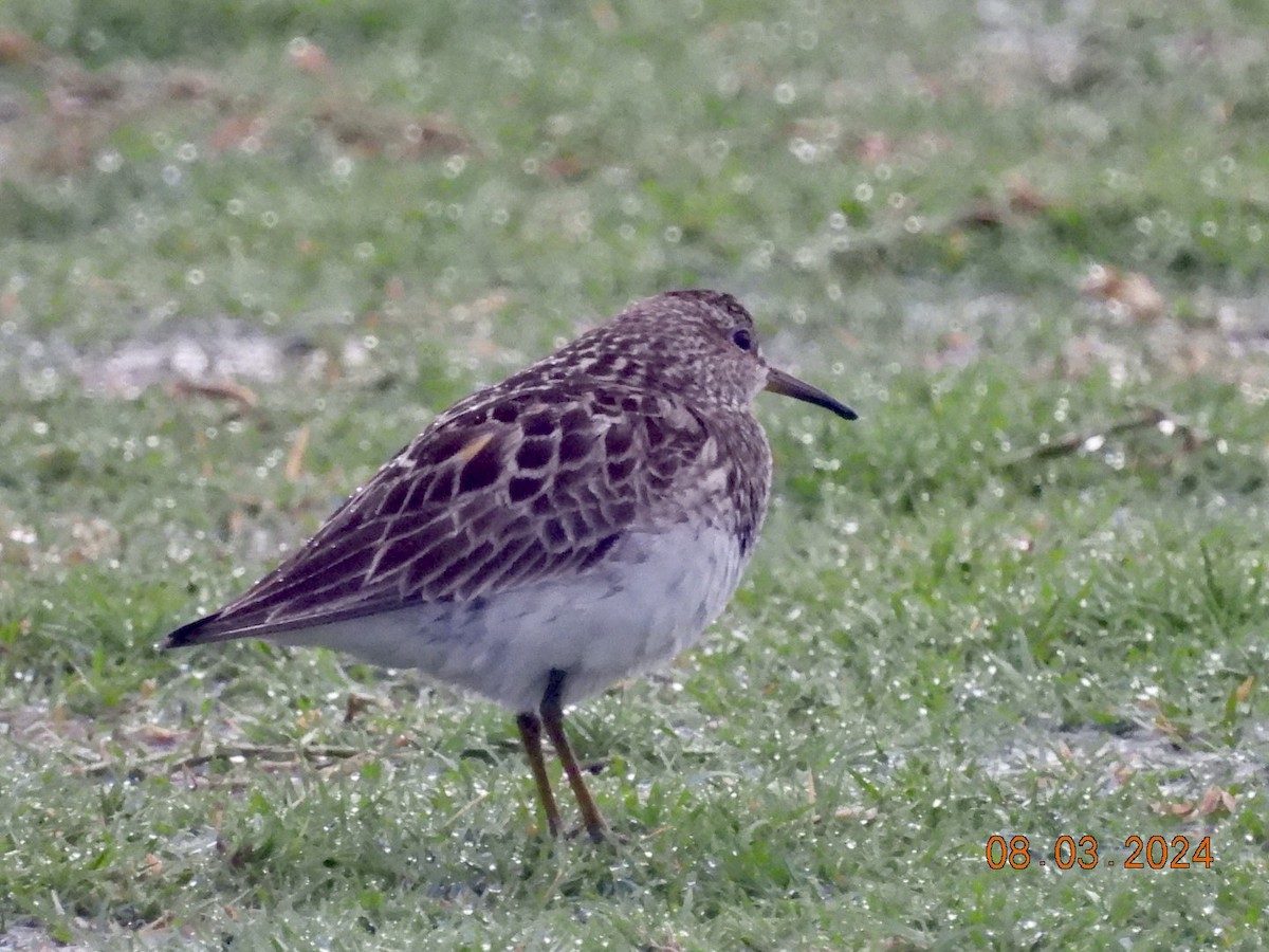 Pectoral Sandpiper - ML622145989