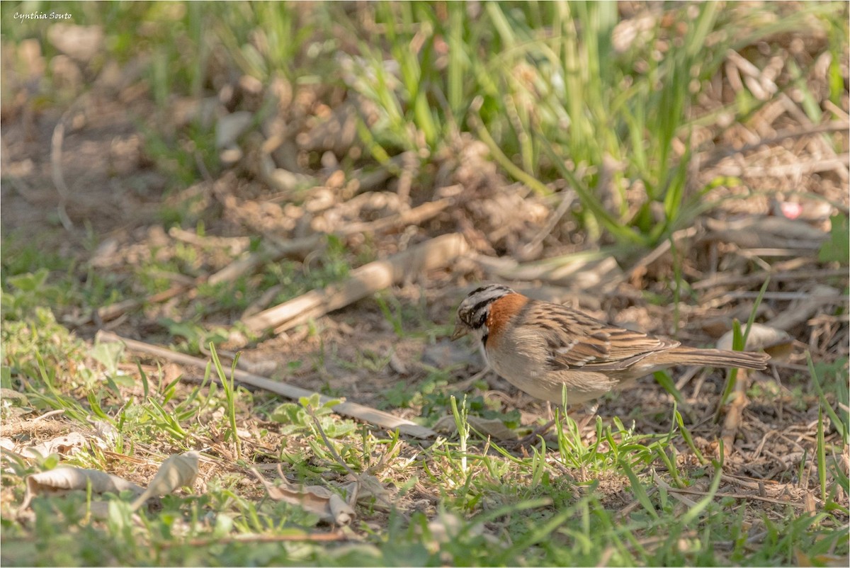Rufous-collared Sparrow - ML622145990