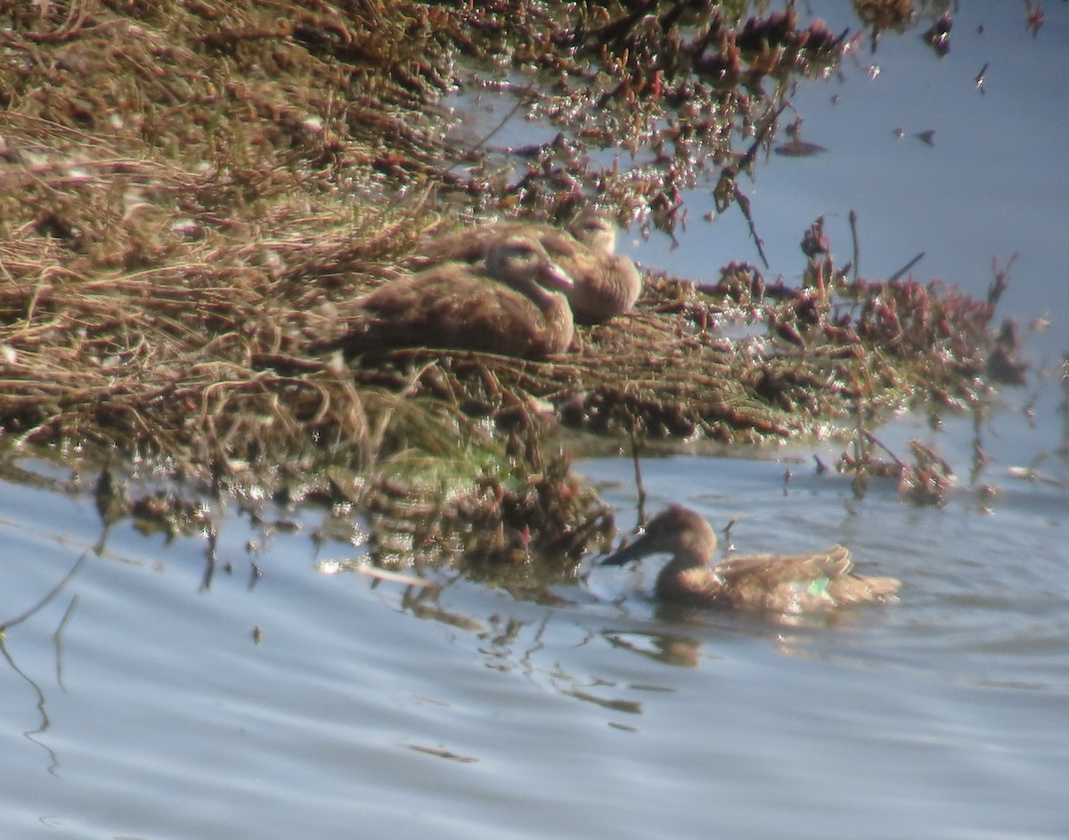 Cinnamon Teal - ML622145991