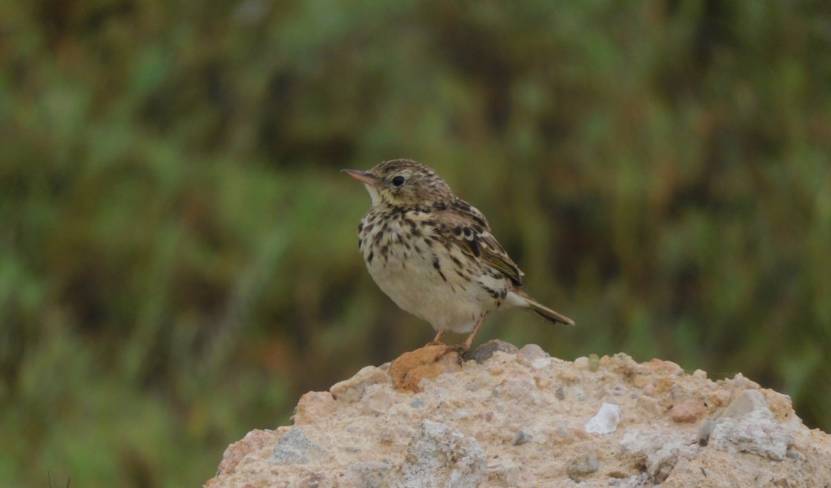 Peruvian Pipit - ML622145992