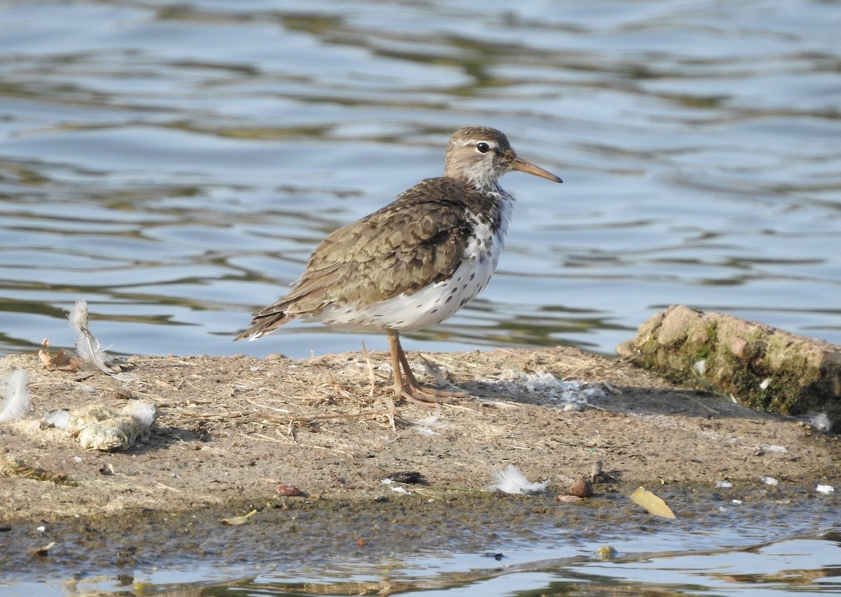 Spotted Sandpiper - ML622145994