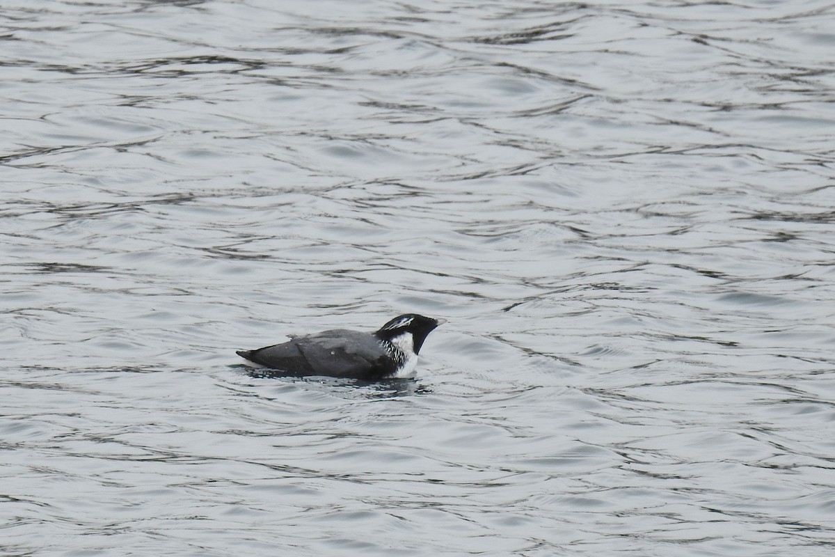 Ancient Murrelet - ML622145995