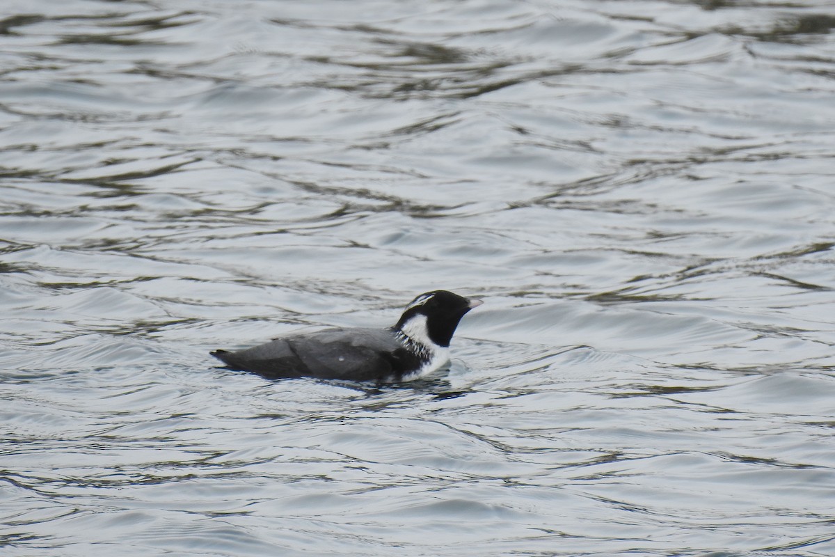 Ancient Murrelet - ML622145996